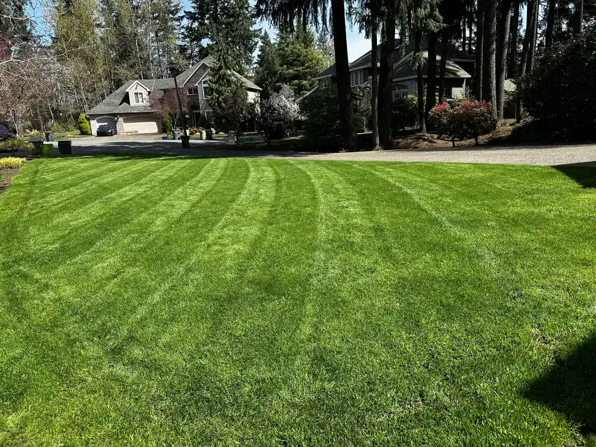 Freshly mowed and edged lawn in Wilsonville Oregon